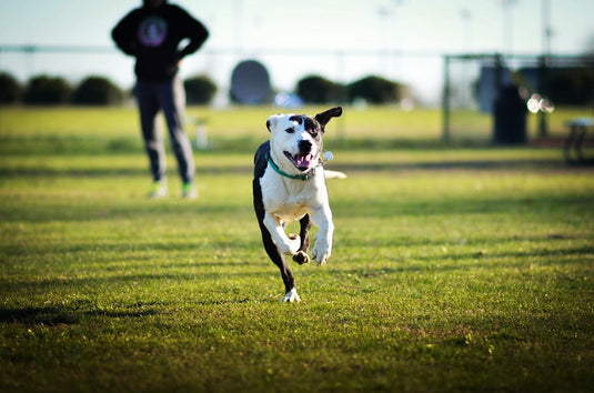 Black and White Short Coated Dog Running on Green Grass Field
