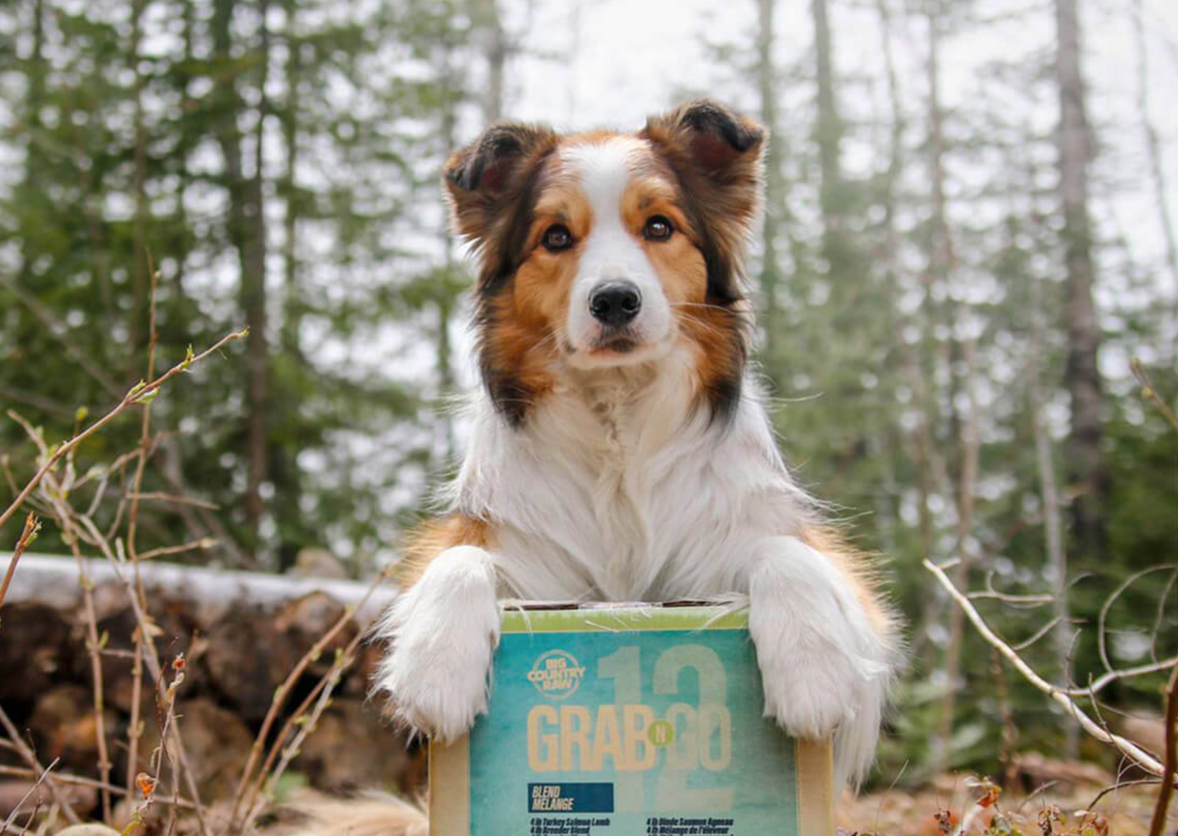 Big Country Toys, Australian Shepherd