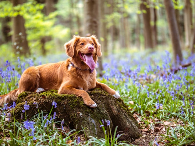 Best Off Leash Dog Parks in Quebec