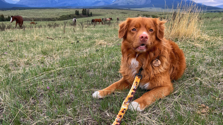 dog wearing rmd Yellowstone leash