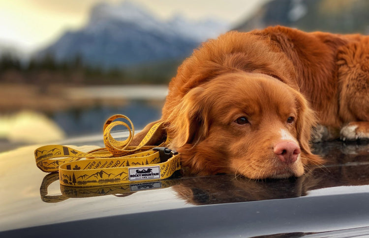 duck toller dog on hood of truck at vermillion lake alberta