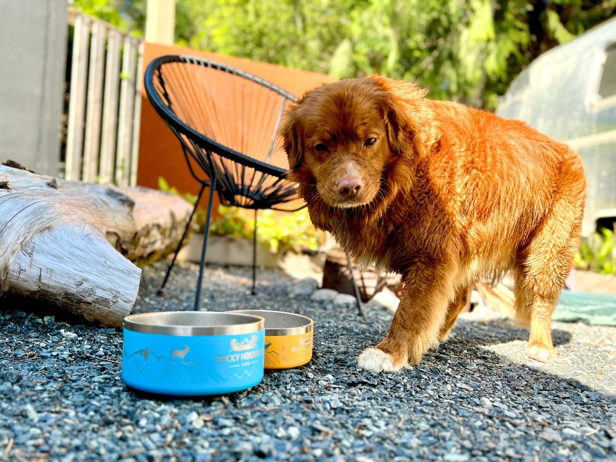 Dog and bowl best sale