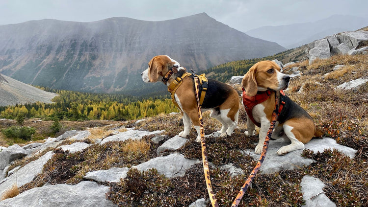 All Mountain Leash / Alpine Collar