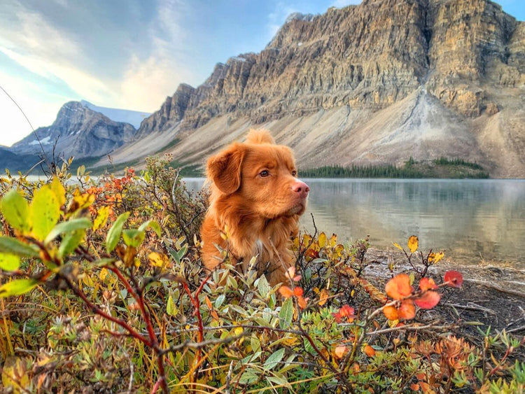 dog hike bow lake banff alberta