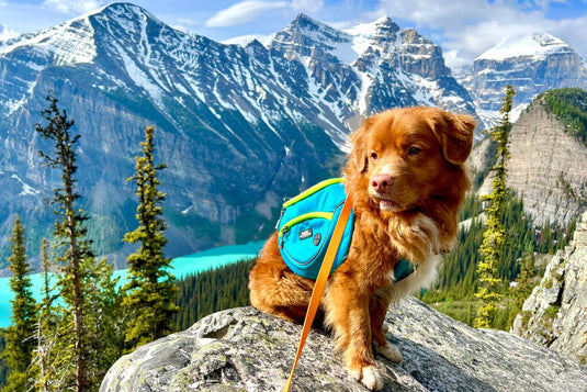 Dog Harnesses and Backpacks