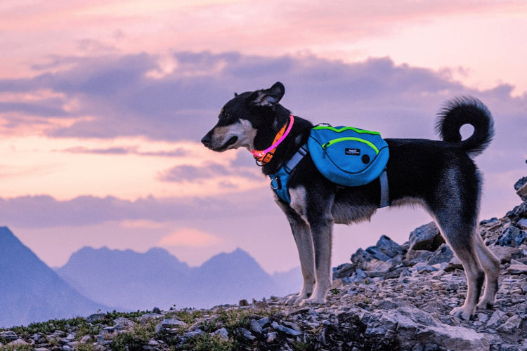 Dog Gear