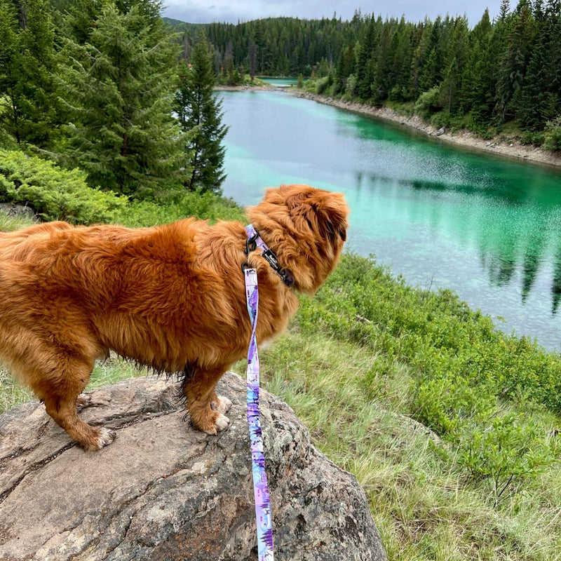 Load image into Gallery viewer, PNW Alpine Dog Collar - Rocky Mountain Dog