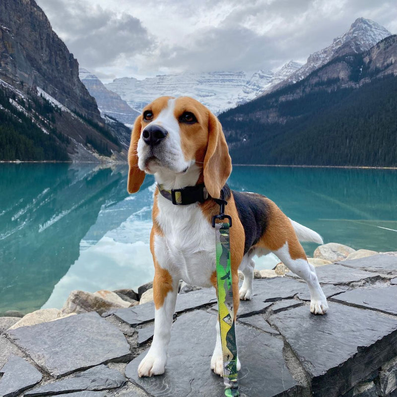 Load image into Gallery viewer, Kootenay All Mountain Dog Leash - Rocky Mountain Dog