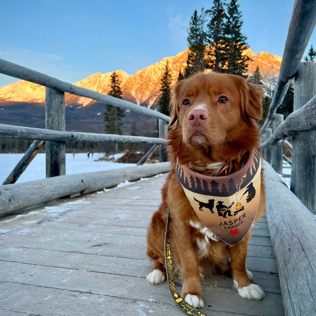 Jasper National Park Bandana | Rocky Mountain Dog