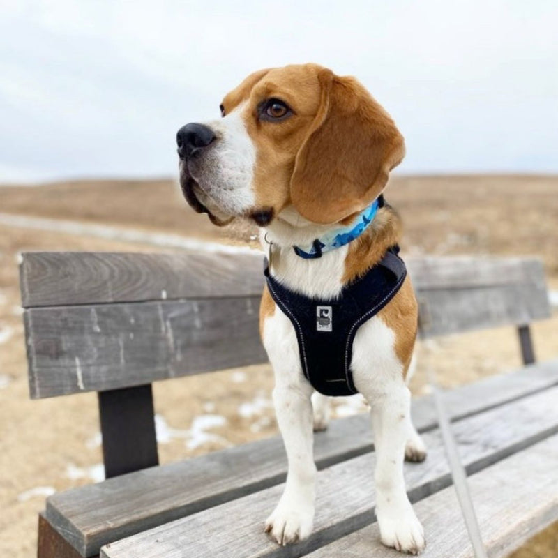 Load image into Gallery viewer, Kootenay Alpine Dog Collar - Rocky Mountain Dog