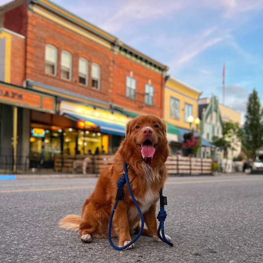 nova scotia duck tolling retriever sitting on the street with a blue rope leash