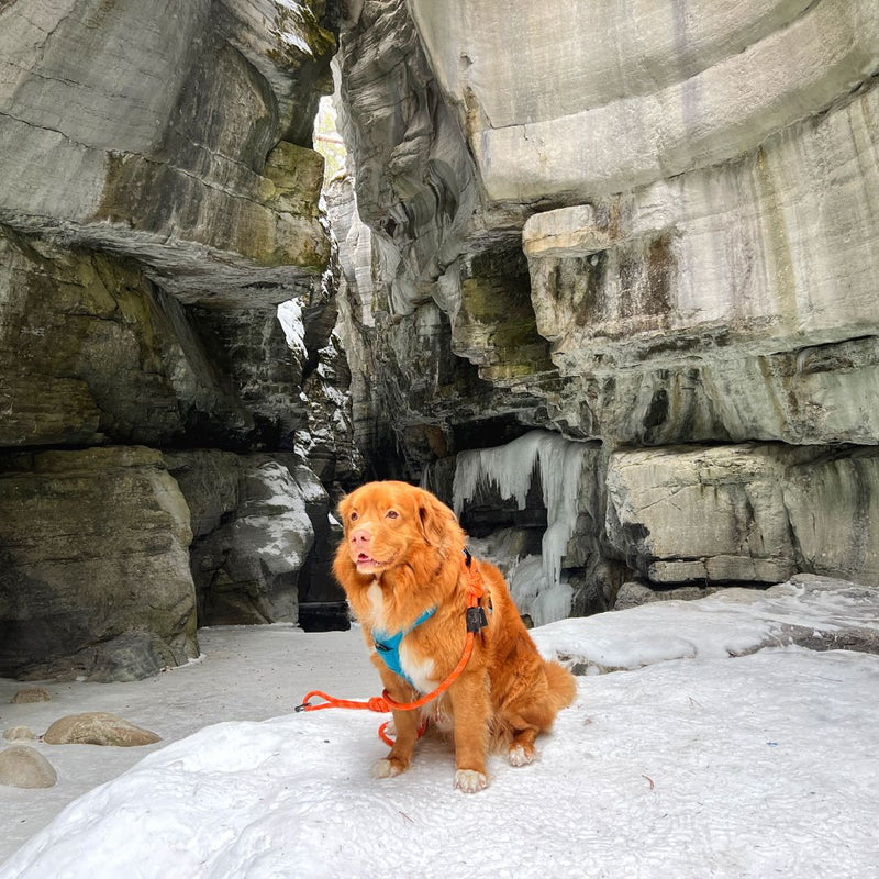 Load image into Gallery viewer, brown nova scotia duck tolling retriever on an orange rope leash sitting on top of a snow covered ground in malgine canyon, jasper