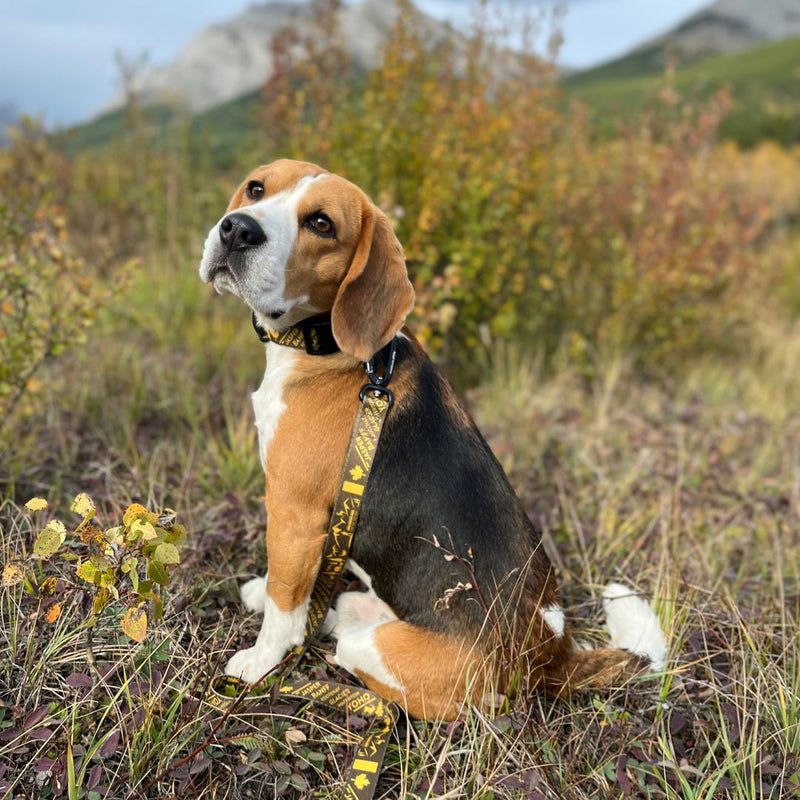 Load image into Gallery viewer, A brown Beagle sitting in a field wearing a yellow leash in Kananaskis, AB
