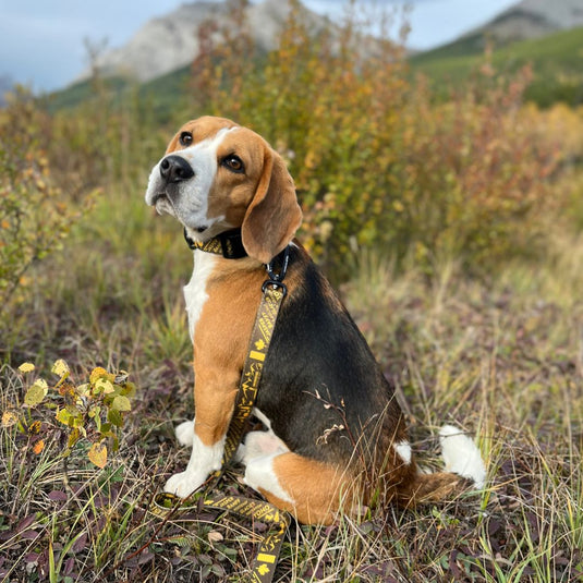A brown Beagle sitting in a field wearing a yellow leash in Kananaskis, AB