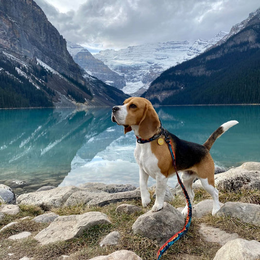 Banff Alpine Dog Collar - Rocky Mountain Dog