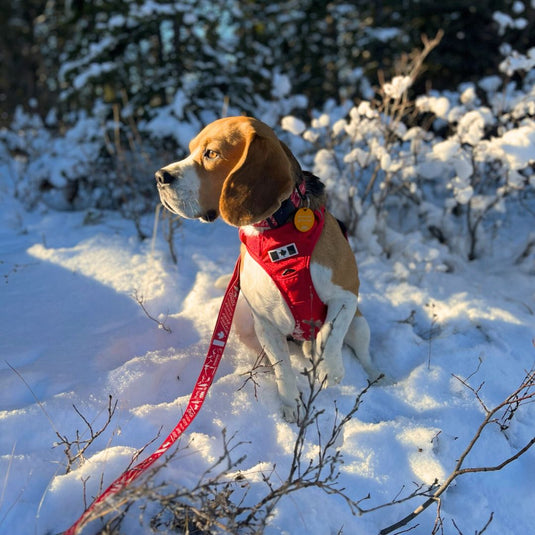 Beagle sitting in snow with a red leash in Castle Mountain Viewpoint, Banff, AB