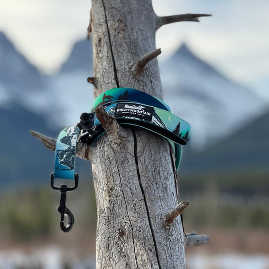 Blue Rocky Mountain Dog leash tied to a tree in Canmore