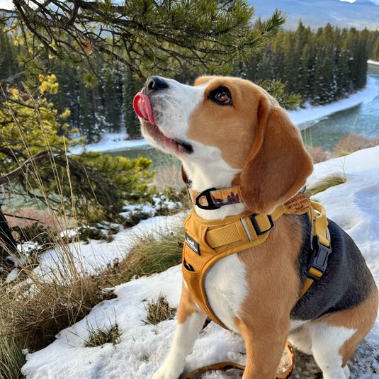 Yellowstone Alpine Collar - Rocky Mountain Dog