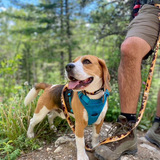 Beagle standing on top of a rock next to a person in ravens end hiking trail, kananaskis, ab