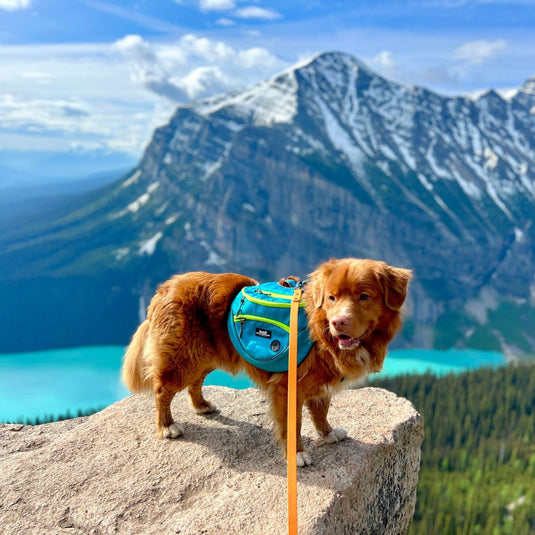 Mountaineer Dog Backpack & Stand-Alone Harness - Rocky Mountain Dog