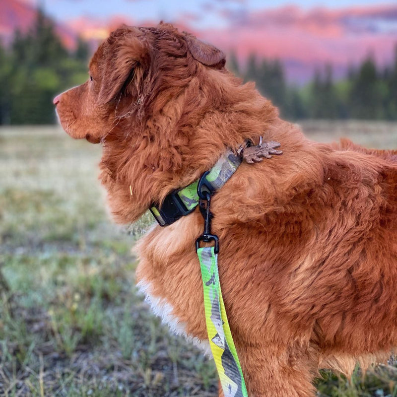 Load image into Gallery viewer, Kootenay Alpine Dog Collar - Rocky Mountain Dog