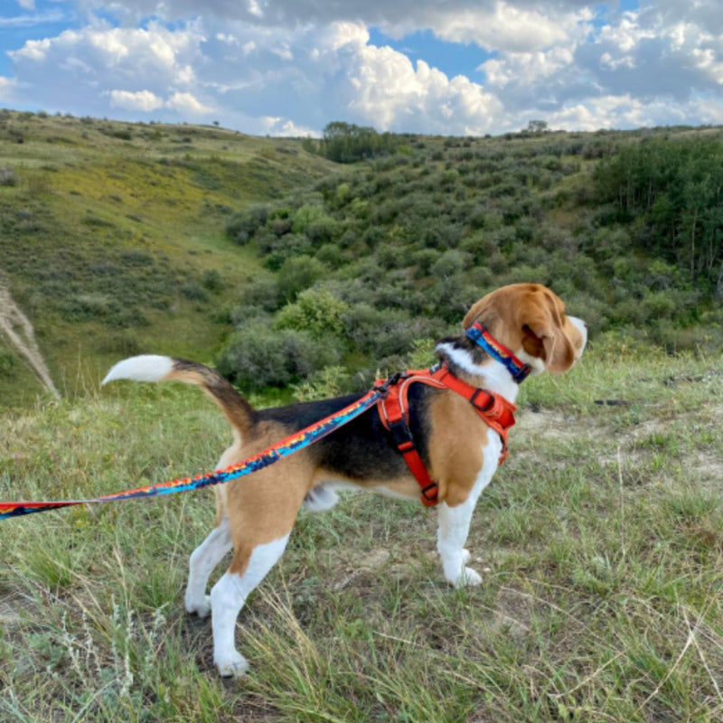 Load image into Gallery viewer, Banff Alpine Dog Collar - Rocky Mountain Dog