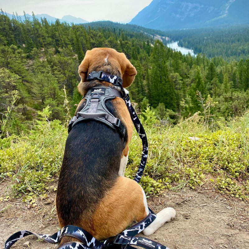Load image into Gallery viewer, Beagle with a harness and leash sitting on the ground in hoodoos trail head, banff