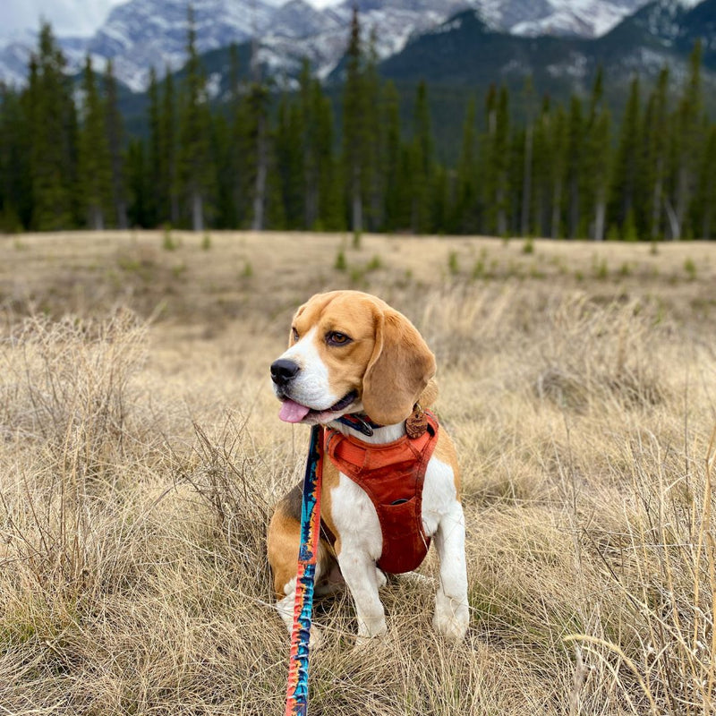 Load image into Gallery viewer, Beagle sitting in a field, earing a harness and leash, with mountains in the background in canmore, ab