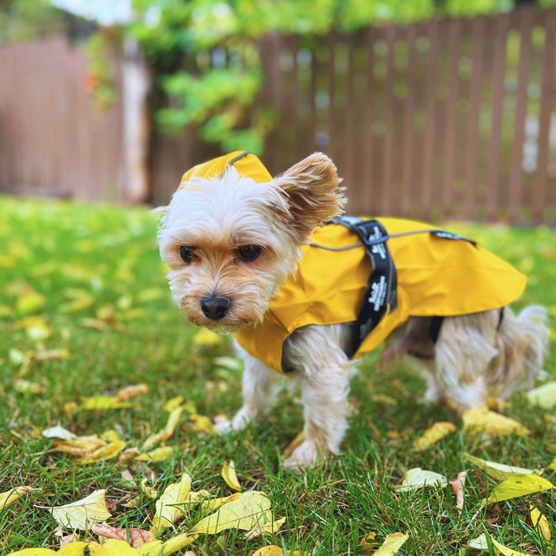 Load image into Gallery viewer, Tofino Rain Jacket - Rocky Mountain Dog