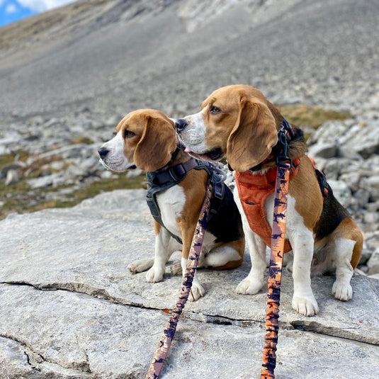 Ranger All Mountain Dog Leash - Rocky Mountain Dog