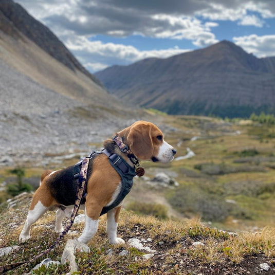 Ranger Alpine Collar - Rocky Mountain Dog