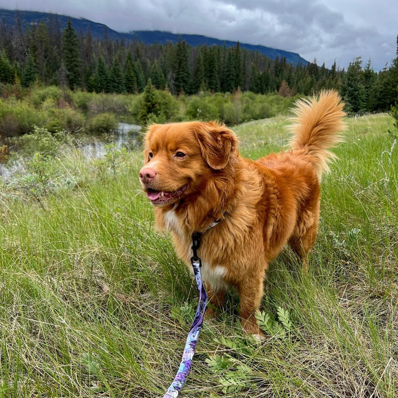 Load image into Gallery viewer, brown nova scotia duck tolling retriever standing on top of a grass covered field wearing purple dog leash
