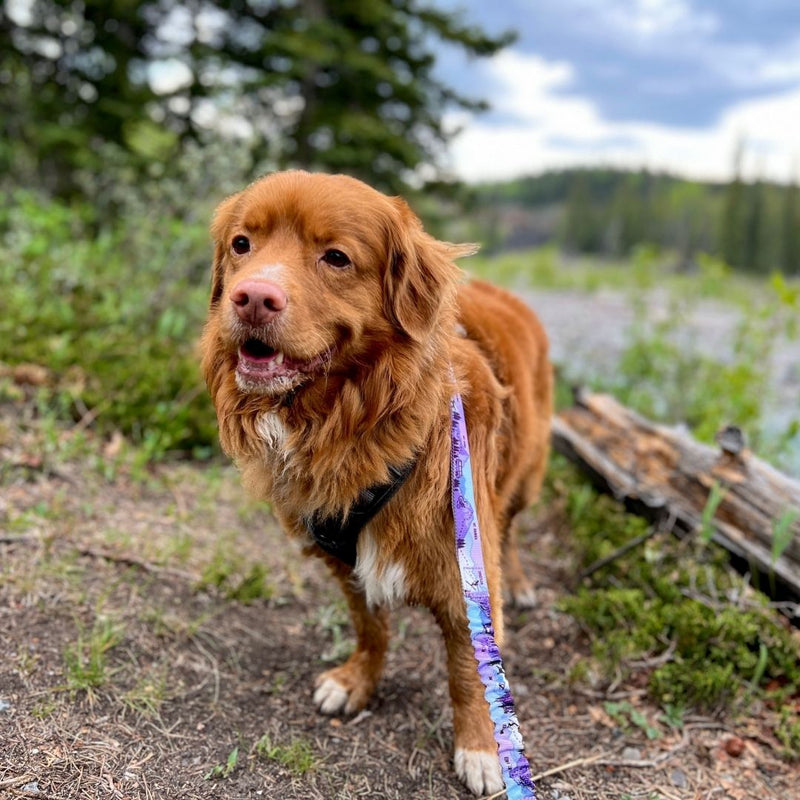 Load image into Gallery viewer, PNW Alpine Dog Collar - Rocky Mountain Dog
