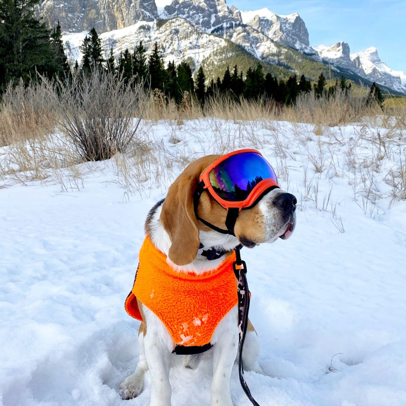 Load image into Gallery viewer, beagle wearing goggles, yellow harness, and black leash, sitting in the snow in quarry lake, canmore
