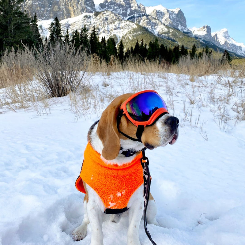 Load image into Gallery viewer, beagle wearing goggles, yellow harness, and black leash, sitting in the snow in quarry lake, canmore