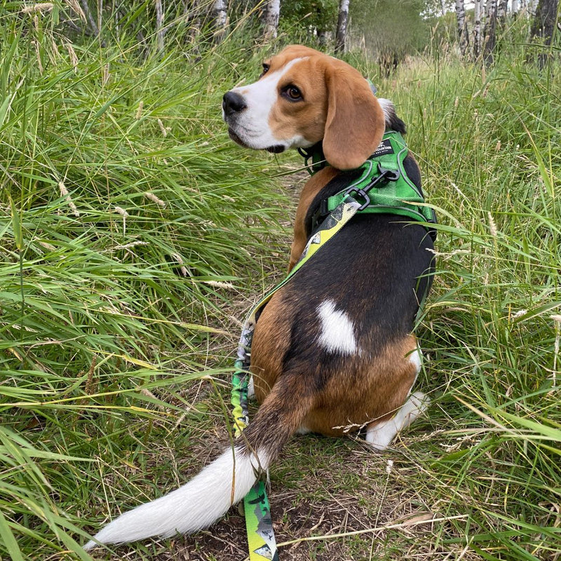 Load image into Gallery viewer, Kootenay All Mountain Dog Leash - Rocky Mountain Dog