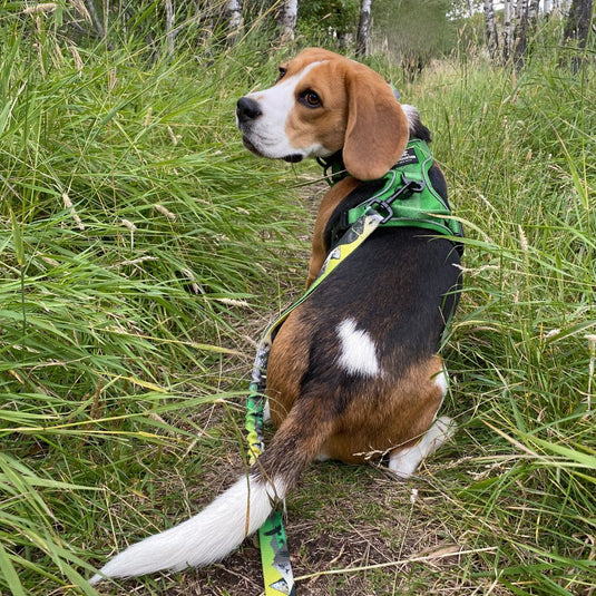 Kootenay All Mountain Dog Leash - Rocky Mountain Dog