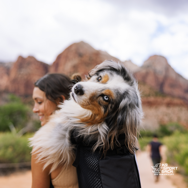 Load image into Gallery viewer, K9 Sport Sack Knavigate