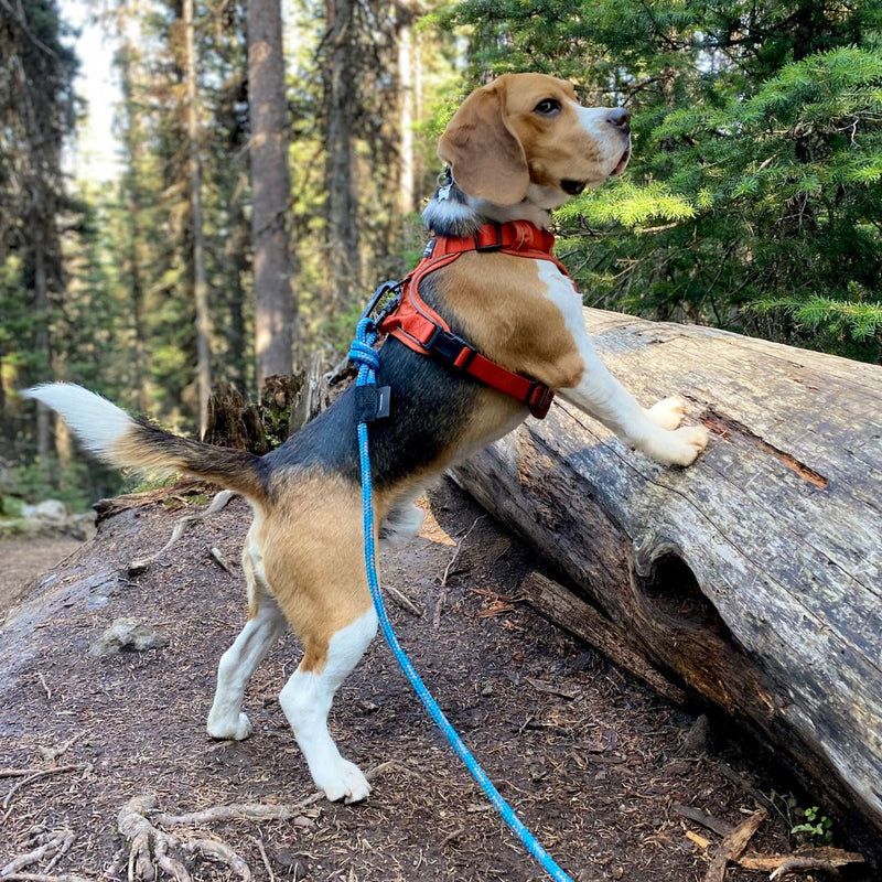 Load image into Gallery viewer, The Mountain Lakes Dog Rope Leash - Rocky Mountain Dog