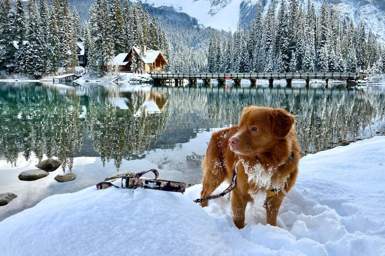 WINTER ADVENTURES AWAIT