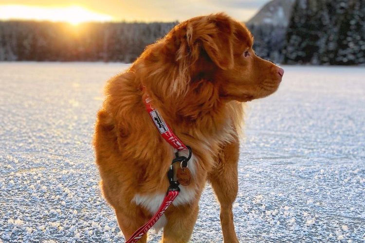 Best Dog Harness for Hiking