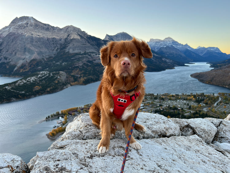 Summit All-Canadian Dog Harness - Rocky Mountain Dog