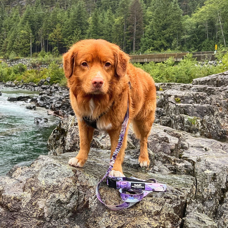 Load image into Gallery viewer, PNW All Mountain Dog Leash - Rocky Mountain Dog