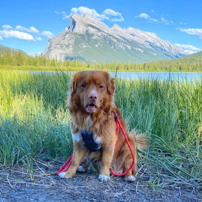 Load image into Gallery viewer, The Mountain Lakes Dog Rope Leash - Rocky Mountain Dog