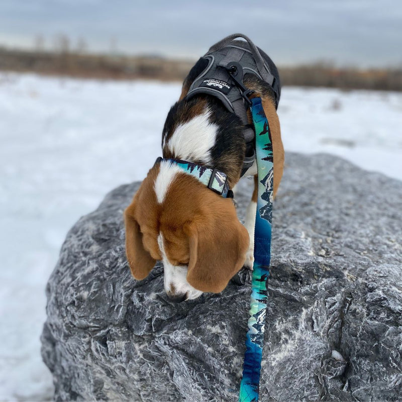 Load image into Gallery viewer, Canmore Alpine Dog Collar - Rocky Mountain Dog
