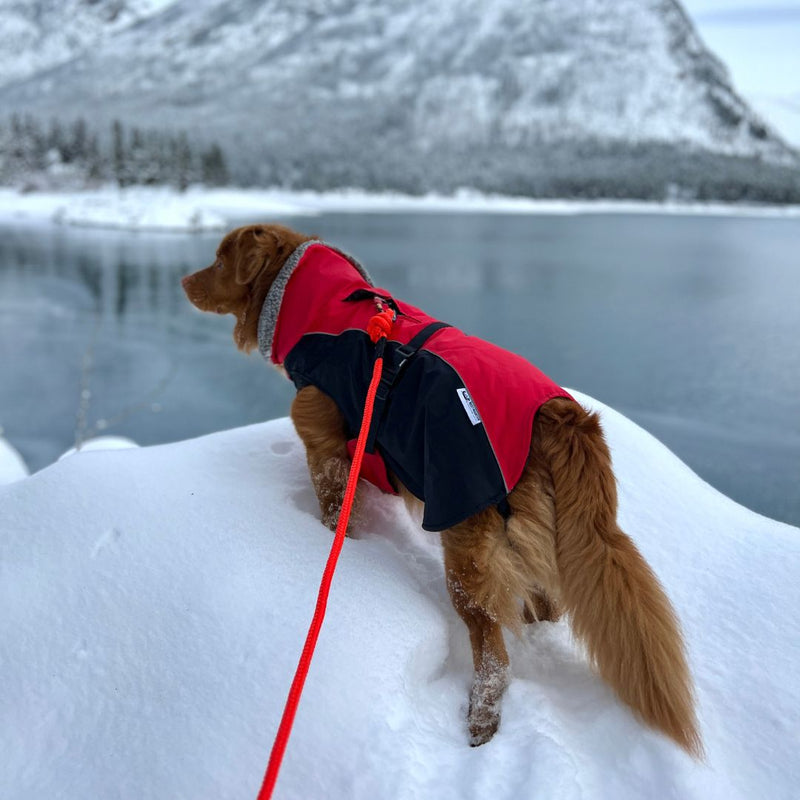 Load image into Gallery viewer, Glacier Insulated Dog Parka (Winter Coat) - Rocky Mountain Dog