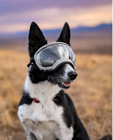 Load image into Gallery viewer, V2 Medium Dog Goggles - Rocky Mountain Dog