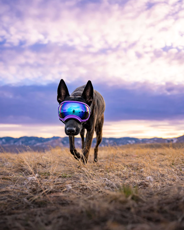Load image into Gallery viewer, V2 Extra Large Dog Goggles - Rocky Mountain Dog