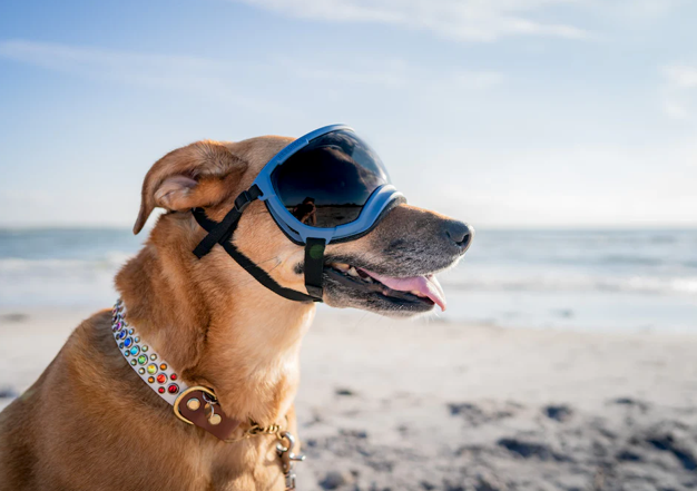 Load image into Gallery viewer, V2 Medium Dog Goggles - Rocky Mountain Dog
