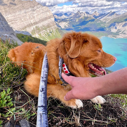 The Wild Tactical Dog Collar - Rocky Mountain Dog